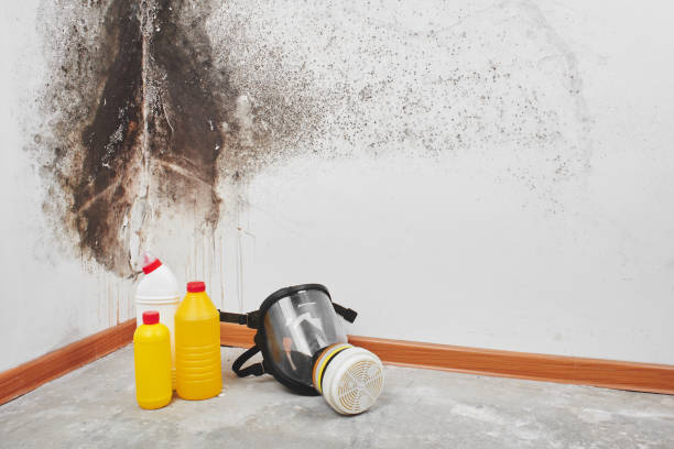 Best Kitchen Mold Remediation in Saginaw, TX