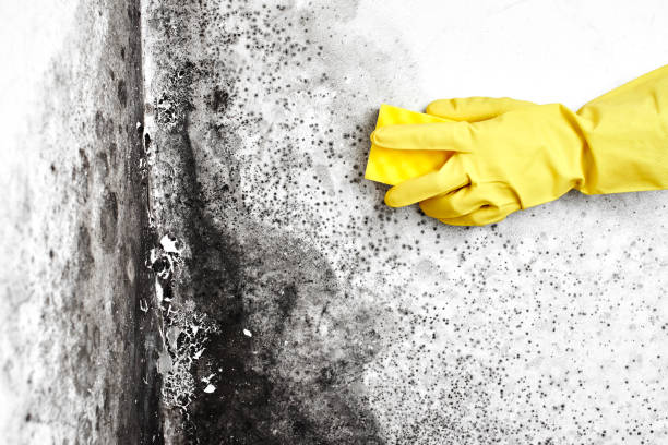 Best White Mold Remediation in Saginaw, TX