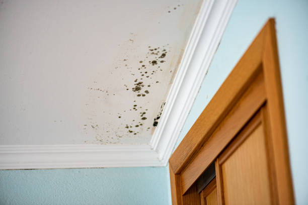 Best HVAC Mold Remediation in Saginaw, TX