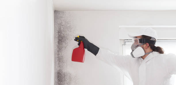 Best Attic Mold Remediation in Saginaw, TX