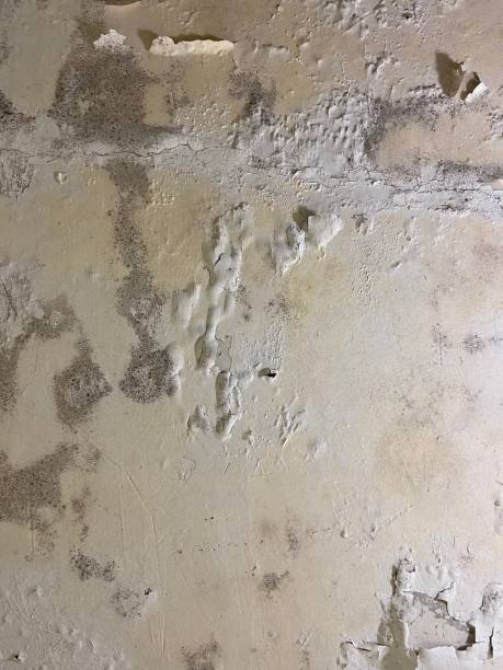 Best Mold Testing and Inspection Services in Saginaw, TX