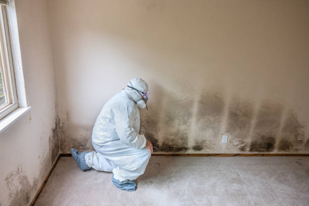 Best Commercial Mold Remediation in Saginaw, TX