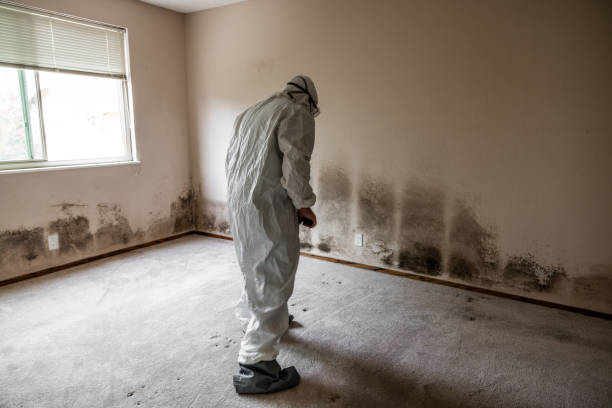 Best Localized Mold Remediation (e.g., coastal areas, humid climates) in Saginaw, TX