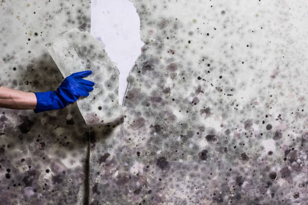 Best Health and Safety Mold Remediation in Saginaw, TX