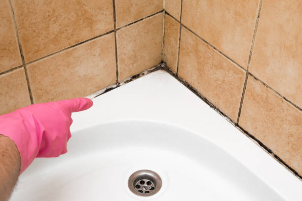 Best Commercial Mold Remediation in Saginaw, TX