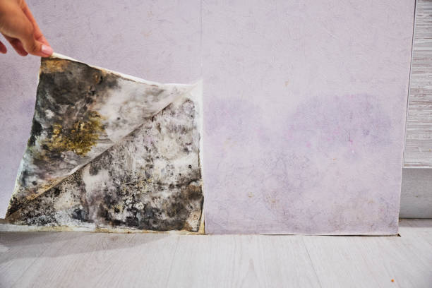  Saginaw, TX Mold Removal Pros
